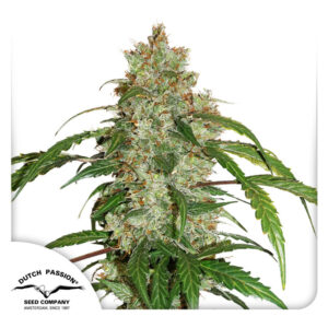 CBD White Widow Autoflower By Dutch Passion Seed Company