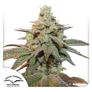 Kerosene Krash Autoflower By Dutch Passion Seed Company