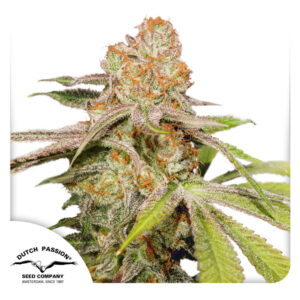 MAC #1 Autoflower By Dutch Passion Seed Company