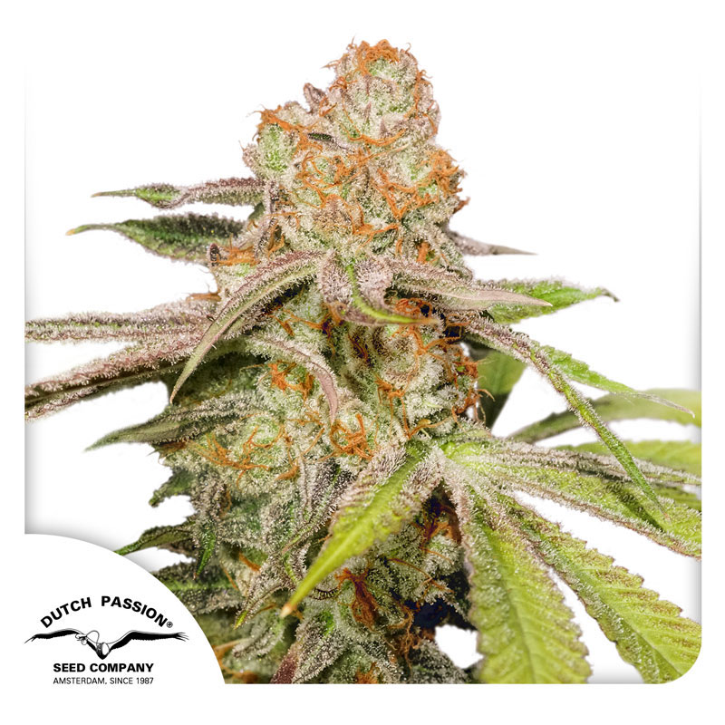 MAC #1 Autoflower By Dutch Passion Seed Company