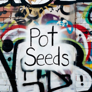 Pot Seeds