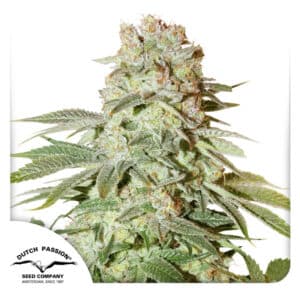 Power Plant Autoflower By Dutch Passion Seed Company