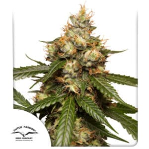 THC-Victory Autoflower By Dutch Passion Seed Company