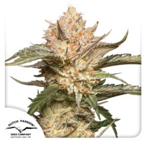 Trichome & Cream Autoflower By Dutch Passion Seed Company