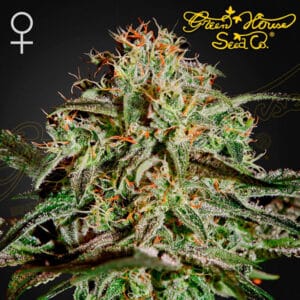 AMS Feminized By Green House Seed Company