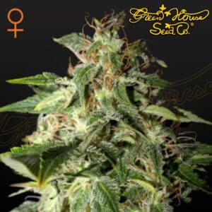 Afgooey Feminized By Green House Seed Company