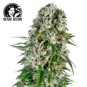 Big Bud Autoflower By Sensi Seeds Company
