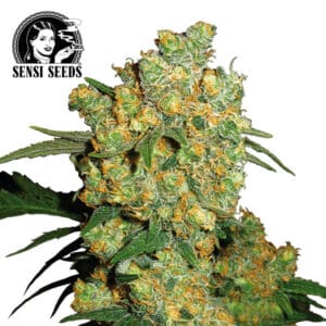Big Bud Feminized By Sensi Seeds Company
