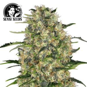 Black Domina Feminized By Sensi Seeds Company