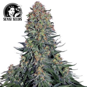Blue Skunk Feminized By Sensi Seeds Company