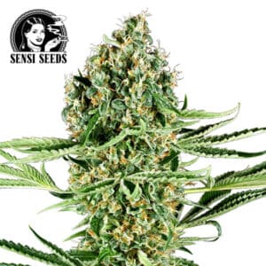 Critical Runtz Feminized By Sensi Seeds Company