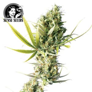 Durban Feminized By Sensi Seeds Company