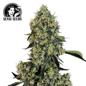 OG Kush Feminized By Sensi Seeds Company
