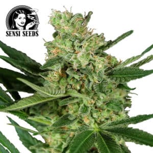 Pumpkin Spice Feminized By Sensi Seeds Company