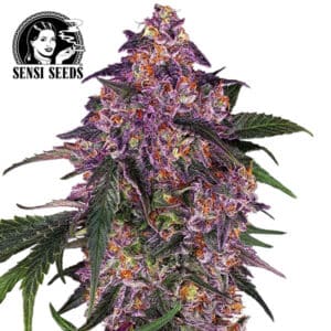 Sensi Purple Kush Feminized By Sensi Seeds Company