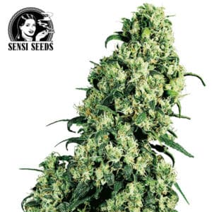 Skunk #1 Feminized By Sensi Seeds Company