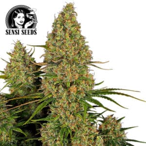 Sticky Orange XXL Autoflower By Sensi Seeds Company
