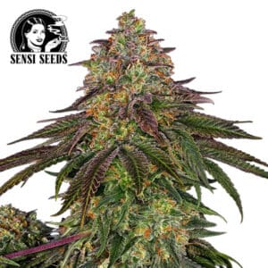 Sweet Cherry Kush Feminized By Sensi Seeds Company