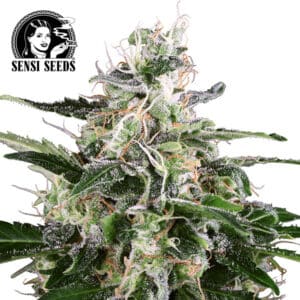 White Skunk Autoflower By Sensi Seeds Company