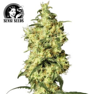White Widow Autoflower By Sensi Seeds Company