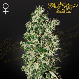 Big Tooth Feminized By Green House Seed Company