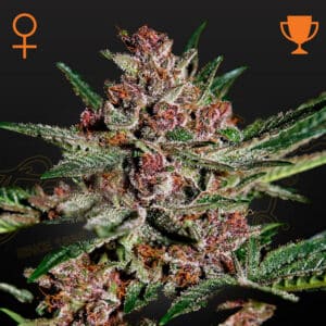 Bubba Kush Feminized By Green House Seed Company