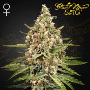 Bubba Slush Feminized By Green House Seed Company