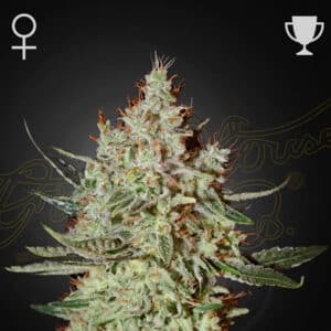 Cheese Feminized By Green House Seed Company
