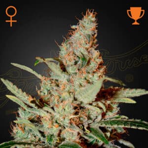 Chemdog Feminized By Green House Seed Company