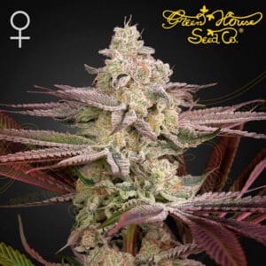 Chemical Bride Feminized By Green House Seed Company