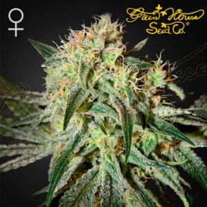 Damn Sour Feminized By Green House Seed Company
