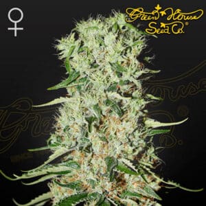 Damnesia Feminized By Green House Seed Company
