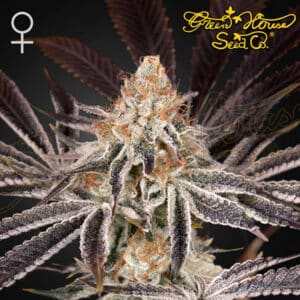 Dark Phoenix Feminized By Green House Seed Company