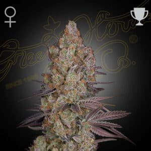 Exodus Cheese Feminized By Green House Seed Company