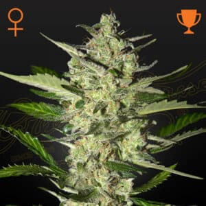 Flowerbomb Kush Feminized By Green House Seed Company
