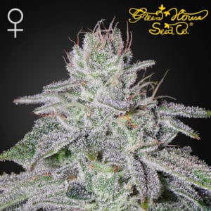 Franco's Lemon Cheese Feminized By Green House Seed Company