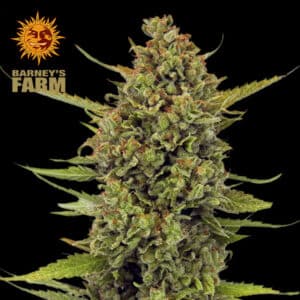 Acapulco Gold Feminized By Barney's Farm Usa