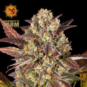 Amnesia Haze Autoflower By Barney's Farm Usa