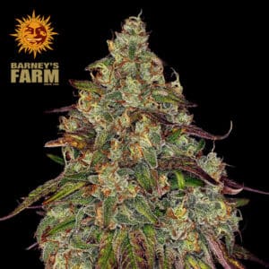 Amnesia Lemon Feminized By Barney's Farm Usa