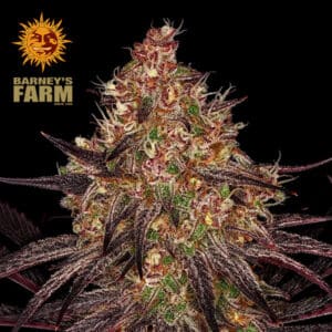 Ayahuasca Purple Feminized By Barney's Farm Usa