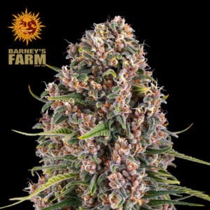 Blue Cheese Feminized By Barney's Farm Usa
