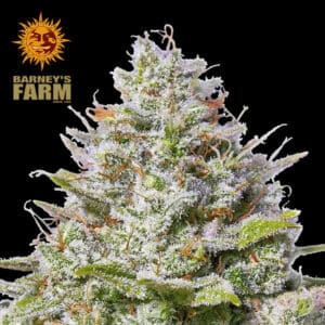 Blue Gelato 41 Feminized By Barney's Farm Usa