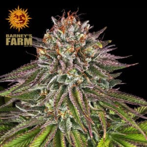 Critical Kush Feminized By Barney's Farm Usa