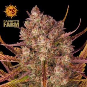 Dos Si Dos Autoflower By Barney's Farm Usa