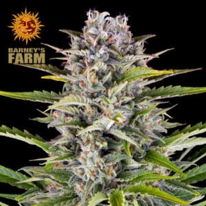 Gorilla Z Autoflower By Barney's Farm Usa