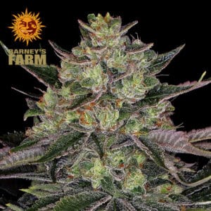 Gorilla Z Feminized By Barney's Farm Usa