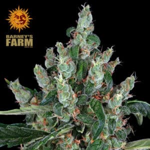 Laughing Buddha Feminized By Barney's Farm Usa