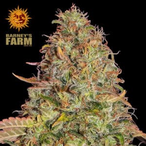 Original Z OG Autoflower By Barney's Farm Usa