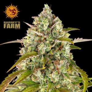 Pineapple Express Autoflower By Barney's Farm Usa