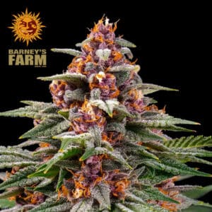 Runtz Autoflower By Barney's Farm Usa